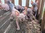 Adorable Sphynx Kittens - Sphynx Kitten For Sale - Davenport&comma; FL&comma; US