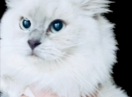 Kats Ravishing Ragdolls August kittens - Ragdoll Kitten For Sale - 