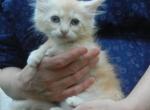 Ragcoon Babies - Ragdoll Kitten For Sale - Souderton&comma; PA&comma; US