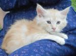 Ragcoon Babies - Ragdoll Kitten For Sale - Souderton&comma; PA&comma; US