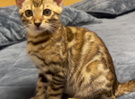 Carmen - Bengal Kitten For Sale - Wellesley&comma; MA&comma; US