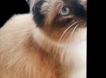 Kats Ravishing ragdolls September litter - Ragdoll Kitten For Sale - Lancaster&comma; PA&comma; US