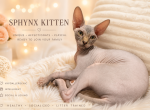 Foxi - Sphynx Kitten For Sale - 