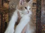 Cheeto paired with Jada Easter and Juju - Maine Coon Kitten For Sale - NV&comma; US
