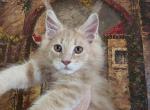 Cheeto paired with Jada Easter and Juju - Maine Coon Kitten For Sale - NV&comma; US