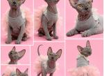 Stella - Sphynx Kitten For Sale - Wellesley&comma; MA&comma; US