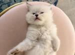 Xyz - Ragdoll Kitten For Sale - Staten Island&comma; NY&comma; US