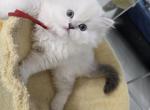 Lila - Scottish Straight Kitten For Sale - NY&comma; US