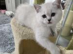 Sam - Scottish Straight Kitten For Sale - 