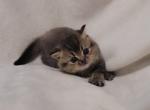 British shorthair - British Shorthair Kitten For Adoption - Stanwood&comma; WA&comma; US