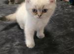 Snowball - British Shorthair Kitten For Sale - 