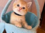 Orange Color Beautiful Boy - Scottish Straight Kitten For Sale - Davenport&comma; FL&comma; US