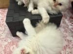 Persian kittens - Persian Kitten For Sale - Riverside&comma; CA&comma; US