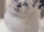Baby Boy - Ragdoll Kitten For Sale - San Jose&comma; CA&comma; US