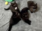 Mountain Ragdolls - Ragdoll Kitten For Sale - CA&comma; US