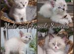 Siberian Masquerade Ragdoll Kittens - Ragdoll Kitten For Sale - Eagan&comma; MN&comma; US