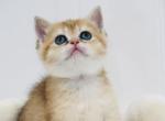 Scottish straight - Scottish Straight Kitten For Sale - Oakland&comma; CA&comma; US