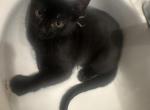 Baby - Domestic Kitten For Sale - N Hollywood&comma; CA&comma; US