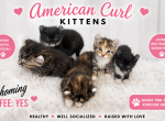 Octavia Pandora Monster Prince Bella - American Curl Kitten For Adoption - Phila&comma; PA&comma; US