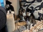 Penny - Domestic Kitten For Adoption - Annapolis&comma; MD&comma; US