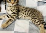 Hp Savannah hybrid - Savannah Kitten For Sale - Encinitas&comma; CA&comma; US