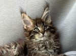 Forest King - Maine Coon Kitten For Sale - CO&comma; US