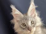 Winston Churchill - Maine Coon Kitten For Sale - CO&comma; US