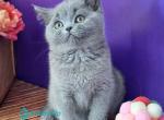 Roza - British Shorthair Kitten For Sale - Norwalk&comma; CT&comma; US