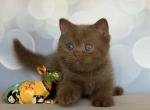 Quin - British Shorthair Kitten For Sale - Norwalk&comma; CT&comma; US