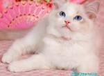 Lucy - Ragdoll Kitten For Sale - Norwalk&comma; CT&comma; US