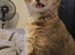 Pepper - Domestic Cat For Adoption - Liberty&comma; MO&comma; US