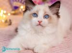 Lola - Ragdoll Kitten For Sale - Norwalk&comma; CT&comma; US