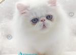Shiro - Persian Kitten For Sale - Pembroke Pines&comma; FL&comma; US