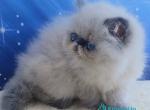 Ellie&lowbar; - Persian Kitten For Sale - Pembroke Pines&comma; FL&comma; US