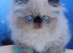 Emmi - Persian Kitten For Sale - Pembroke Pines&comma; FL&comma; US