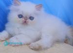 Eddie - Persian Kitten For Sale - Pembroke Pines&comma; FL&comma; US