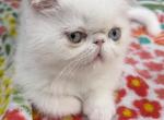Exotic  white odd eye male - Exotic Kitten For Sale - Palm Coast&comma; FL&comma; US