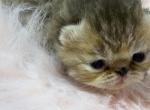 Exotic chocolate tabby female - Exotic Kitten For Sale - Palm Coast&comma; FL&comma; US