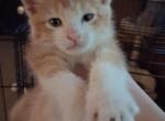 Taz - Domestic Kitten For Sale - 