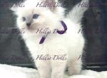 The Sea of Traditional BluePoints - Ragdoll Kitten For Sale - Millersport&comma; OH&comma; US