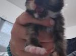 Trixie - Domestic Kitten For Sale - 