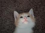Garfield - Domestic Kitten For Sale - 
