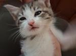 Honeybun - Domestic Kitten For Sale - South Lyon&comma; MI&comma; US