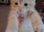 Sunshine - Domestic Kitten For Sale - South Lyon&comma; MI&comma; US