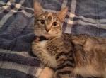 Tessa - Domestic Cat For Sale - South Lyon&comma; MI&comma; US