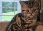 Jerry - Scottish Straight Kitten For Sale - Holland&comma; PA&comma; US