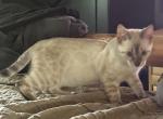 Ready now - Bengal Kitten For Sale - 