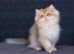 Rolex - British Shorthair Kitten For Sale - Norwalk&comma; CT&comma; US