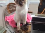 Ravens seals - Siamese Kitten For Sale - Garner&comma; NC&comma; US