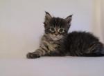 Ryder - Maine Coon Kitten For Adoption - Brooklyn&comma; NY&comma; US